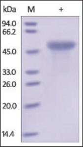 The purity of rh CD99 Fc Chimera was determined by DTT-reduced (+) SDS-PAGE and staining overnight with Coomassie Blue.