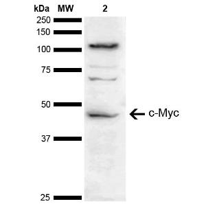 Western blot analysis of human Cervical cancer cell line (HeLa) lysate showing detection of ~488 kDa c-Myc protein using Anti-c-Myc Antibody (A304885)