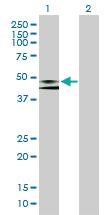 Anti-APMAP Mouse Polyclonal Antibody