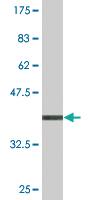 Anti-MAPK8 Mouse Monoclonal Antibody [clone: 2F3]