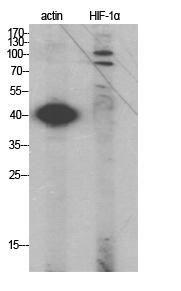 Western blot analysis of various cells using Anti-HIF-1alpha Antibody