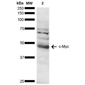 Western blot analysis of human Cervical cancer cell line (HeLa) lysate showing detection of ~48