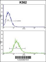 Anti-RECK Rabbit Polyclonal Antibody