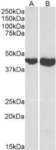 Anti-GOT2 Antibody (A84483) (0.1 µg/ml) staining of Mouse Brain (A) and Heart (B) lysates (35 µg protein in RIPA buffer). Primary incubation was 1 hour. Detected by chemiluminescence