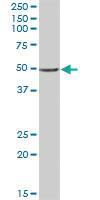 Anti-APMAP Mouse Polyclonal Antibody