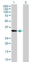 Anti-RASL12 Mouse Polyclonal Antibody