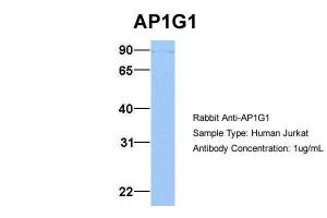 Anti-AP1G1 Rabbit Polyclonal Antibody