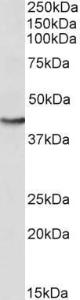 Anti-GOT2 Antibody (A84483) (0.3 µg/ml) staining of HepG2 lysate (35 µg protein in RIPA buffer). Primary incubation was 1 hour. Detected by chemiluminescence