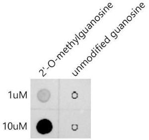 Anti-2'-O-Methylguanosine Antibody [ARC50772] (A310043) was tested in dot blot against 2'-O-methylguanosine and unmodified guanosine. 2'-O-methylguanosine: Biotin-5'GCATAATGACTACT(Gm)3' Unmodified guanosine: Biotin-5'GCATAATGACTACTG3'