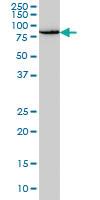 Anti-PEAK1 Mouse Monoclonal Antibody [clone: 3G6]