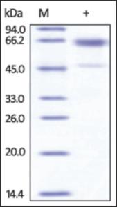 The purity of Mouse CD235a /Glycophorin-A Fc Chimera was determined by DTT-reduced (+) SDS-PAGE and staining overnight with Coomassie Blue.