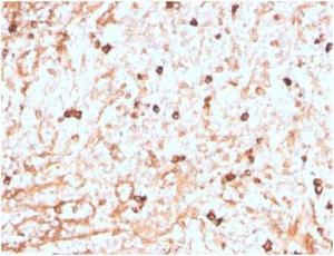 Immunohistochemical analysis of formalin-fixed, paraffin-embedded human spleen tissue using Anti-Lambda Light Chain Antibody [LLC/3774R]