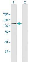 Anti-SYNJ2 Mouse Polyclonal Antibody