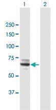 Anti-MOXD1 Mouse Polyclonal Antibody