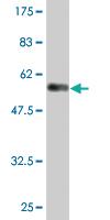 Anti-RAB3C Mouse Monoclonal Antibody [clone: 1H4]