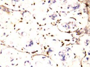 Anti-IFITM1 Rabbit Polyclonal Antibody