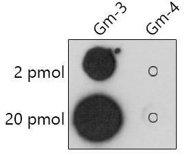 Anti-2'-O-Methylguanosine Antibody (A310044) was tested in dot blot against 2'-O-methylguanosine(Gm) and unmodified guanosine. Gm-3: 5'Biotin-GCATAATGACTACT(Gm)3' Gm-4: 5'Biotin-GCATAATGACTACTG3