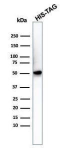 Western blot analysis of recombinant His-Tag protein using Anti-His Tag Antibody [6HIS/3550]