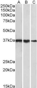 Antibody anti-TBP A82888-100 100 µg