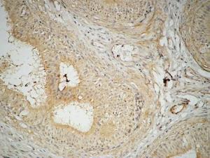 Immunohistochemical analysis of paraffin-embedded human testis using Anti-FAS Antibody