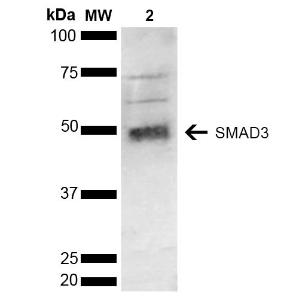 Antibody A304887-100 100 µg