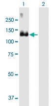 Anti-MCF2 Mouse Polyclonal Antibody