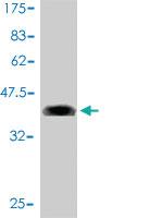 Anti-MLLT11 Mouse Monoclonal Antibody [clone: 2A9-1B7]