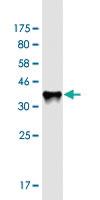 Anti-RAB11FIP3 Mouse Monoclonal Antibody [clone: 6H6]