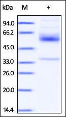 The purity of rh CD79b /B29 Fc Chimera was determined by DTT-reduced (+) SDS-PAGE and staining overnight with Coomassie Blue.