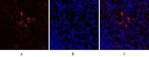 Immunofluorescence analysis of mouse lung tissue using Anti-HIF-1alpha Antibody (red) at 1:200 (4 °C overnight). Cy3 labelled secondary antibody was used at 1:300 (RT 50min). Panel A: Target. Panel B: DAPI. Panel C: Merge