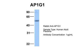 Anti-AP1G1 Rabbit Polyclonal Antibody