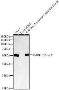 Immunoprecipitation analysis of 300 µg extract cell lysate from 293T cells transfected with SCRN1 expression vector containing HA and GFP tags using 30µl of Anti-HA Nanobody (Agarose Beads) (A310045)