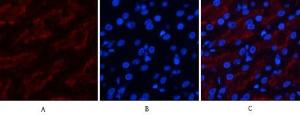 Immunofluorescence analysis of human kidney tissue using Anti-FAS Antibody (red) at 1:200 (4°C overnight). Cy3 labelled secondary antibody was used at 1:300 (RT 50min). Panel A: Target. Panel B: DAPI. Panel C: Merge.