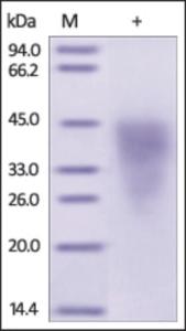 The purity of rh CD300C /CLM-6 /IGSF16 was determined by DTT-reduced (+) SDS-PAGE and staining overnight with Coomassie Blue.