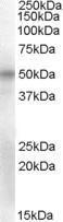 Anti-POU3F1 antibody