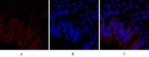 Immunofluorescence analysis of rat lung tissue using Anti-HIF-1alpha Antibody (red) at 1:200 (4 °C overnight). Cy3 labelled secondary antibody was used at 1:300 (RT 50min). Panel A: Target. Panel B: DAPI. Panel C: Merge