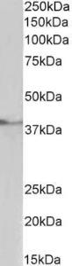 Antibody anti-TBP A82888-100 100 µg