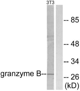 Antibody anti-granzyme B 100 µg