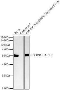 Anti-HA Alpaca Polyclonal Antibody (Magnetic Beads)