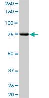 Anti-SCYL3 Mouse Polyclonal Antibody