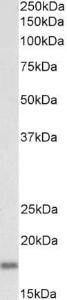 Antibody anti-PTN A84487-100 100 µg