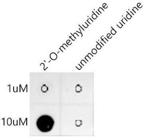 Dot blot analysis of a mixture of peptides using Anti-2'-O-methyluridine Antibody [ARC50750] (A310047) at a 1:1,000 dilution. 2'-O-methyluridine: Biotin-5'UGACAACUACAGAC(Um)3' Unmodified uridine: Biotin-5'UGACAACUACAGACU3'