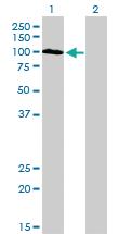 Anti-SYNJ2 Mouse Monoclonal Antibody [clone: 2H8]