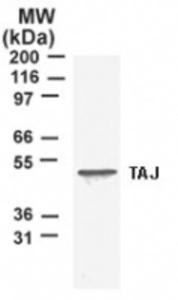 Anti-TNFRSF19 Rabbit Polyclonal Antibody