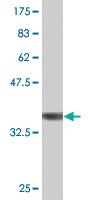 Anti-MAPK8 Mouse Monoclonal Antibody [clone: 4A11]