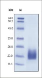 The purity of rh CD3D was determined by DTT-reduced (+) SDS-PAGE and staining overnight with Coomassie Blue.