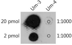 Anti-2'-O-methyluridine Antibody (A310048) was tested in dot blot against 2'-O-methyluridine(Um) and unmodified uridine. Um-3: 5'Biotin-UGACAACUACAGAC(Um)3' Um-4: 5'Biotin-UGACAACUACAGACU3