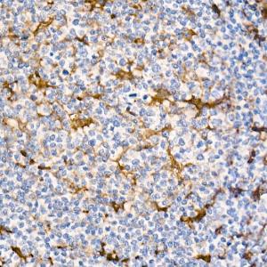 Immunohistochemistry analysis of paraffin-embedded human tonsil (positive control antibody staining, clone 55k-2) using Anti-Fascin Antibody [ARC1638] (A306042) at a dilution of 1:100 (40x lens)