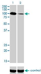 Anti-SYNJ2 Mouse Monoclonal Antibody [clone: 2H8]