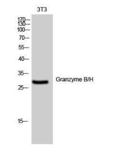 Antibody anti-granzyme B 100 µg